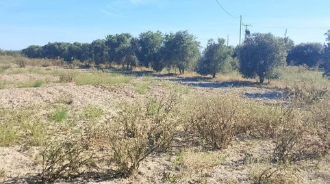 Photo 5 of Industrial land for sale in Carrer Catalan, 2, Crevillent, Alicante