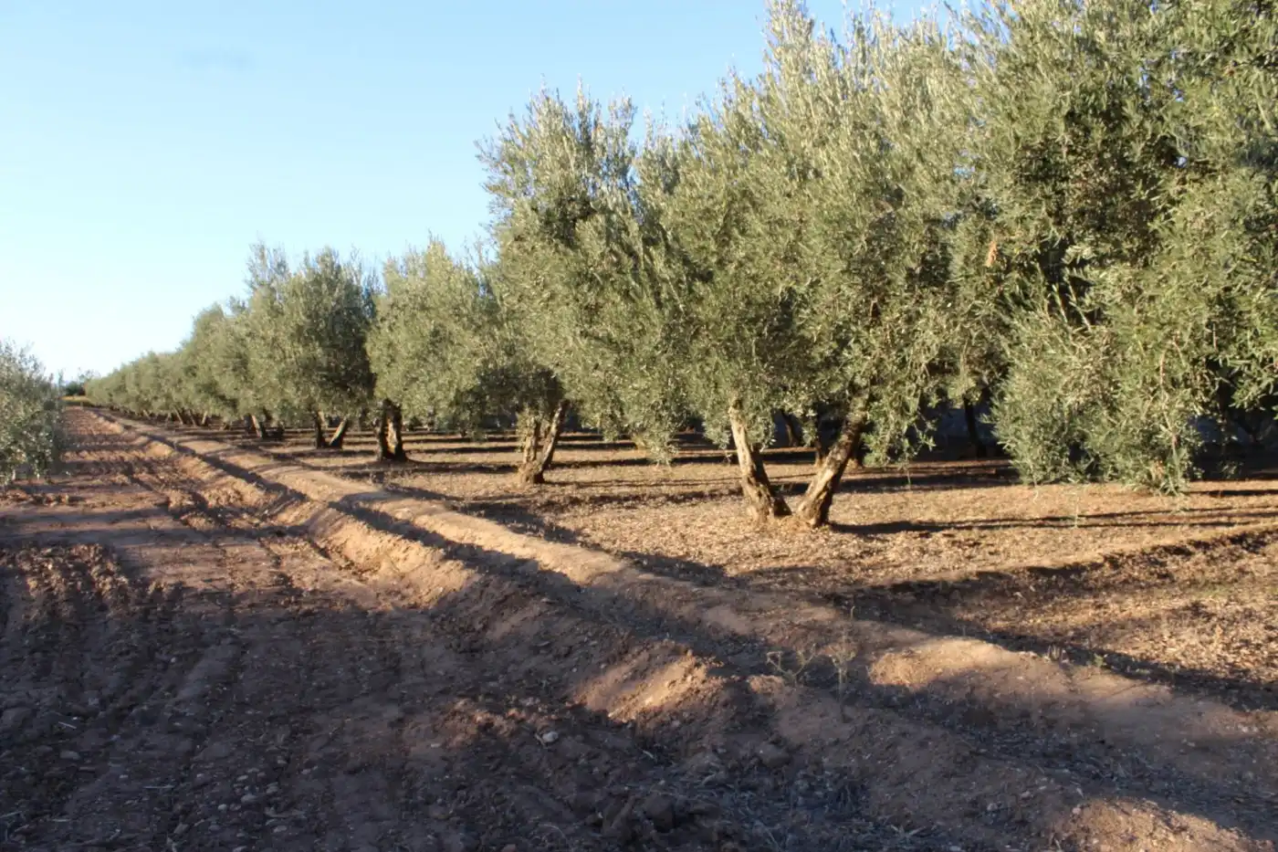 Garden of Country homes for sale in Villa de Otura, Granada