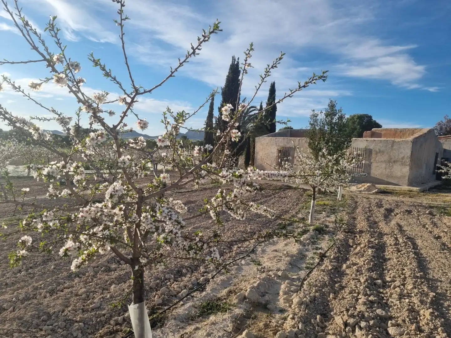 Casa o xalet en venda en Cieza