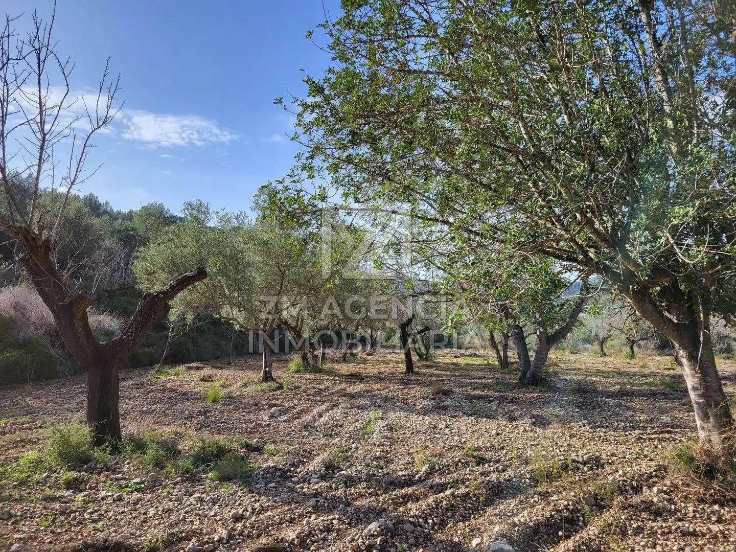 Rural land for sale in Cervera del Maestre, imagen 8