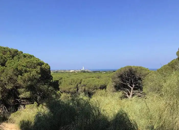 Terreny rústic en venda a Barbate ciudad, imagen 5