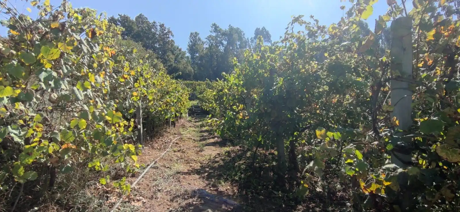 Jardí de Casa o xalet en venda en Crecente amb Jardí privat i Moblat