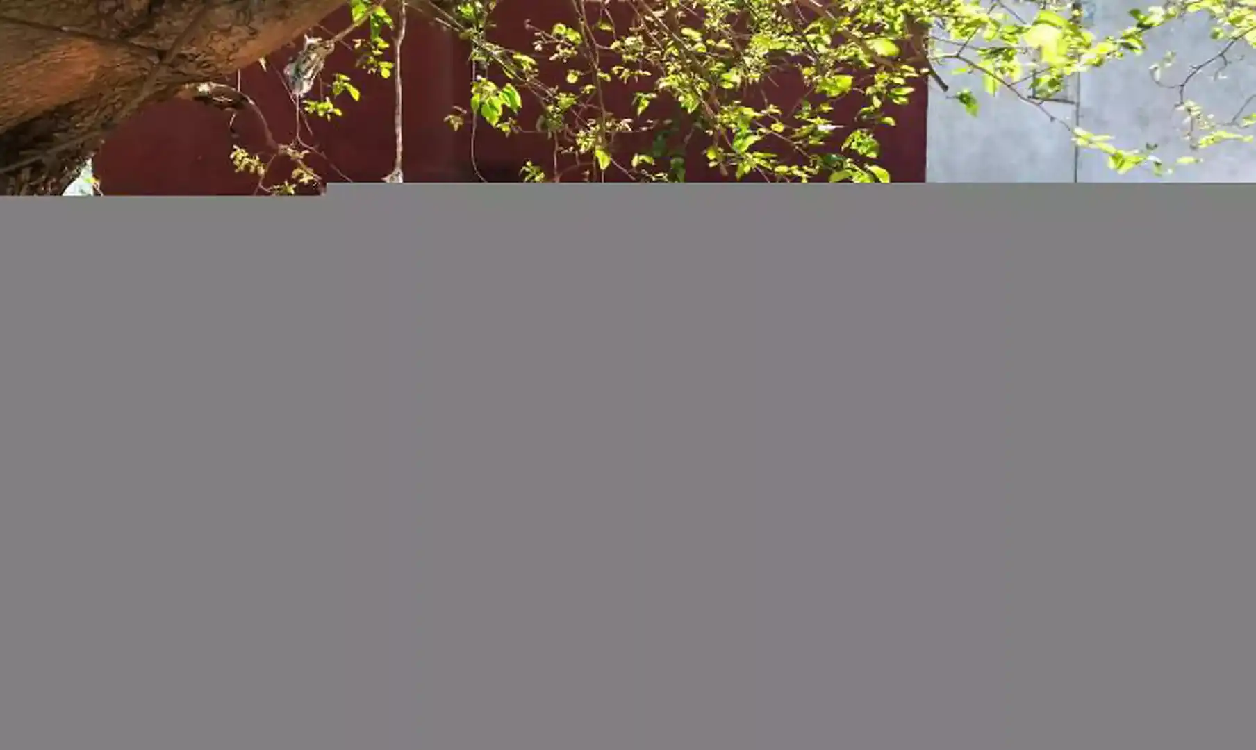 House with garden for sale in Calle Puigmal D 5, imagen 6