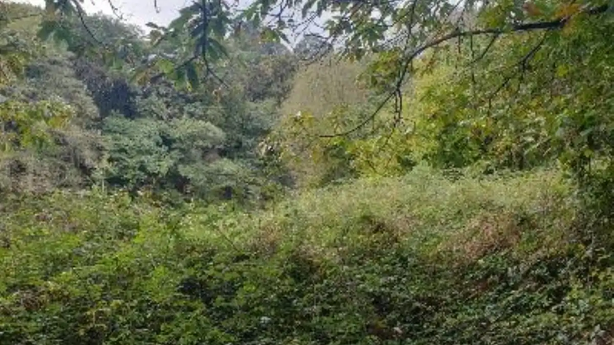 Terreno rustico in vendita a Lugar Carrionina, imagen 12