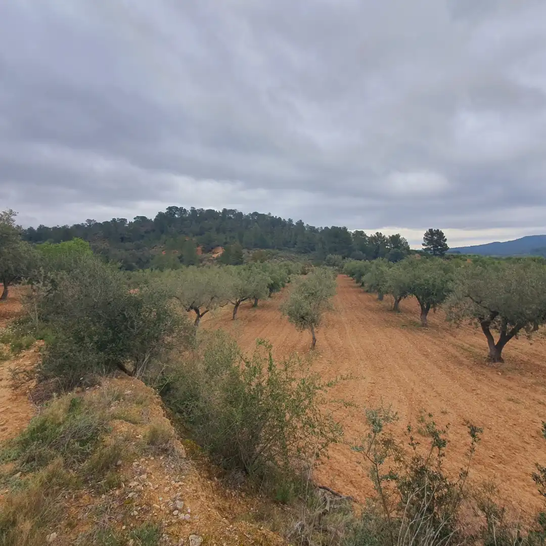 Rustikales Grundstück zum Verkauf in El Pinell de Brai, imagen 3