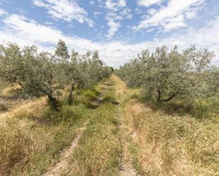 Land for sale in Gójar