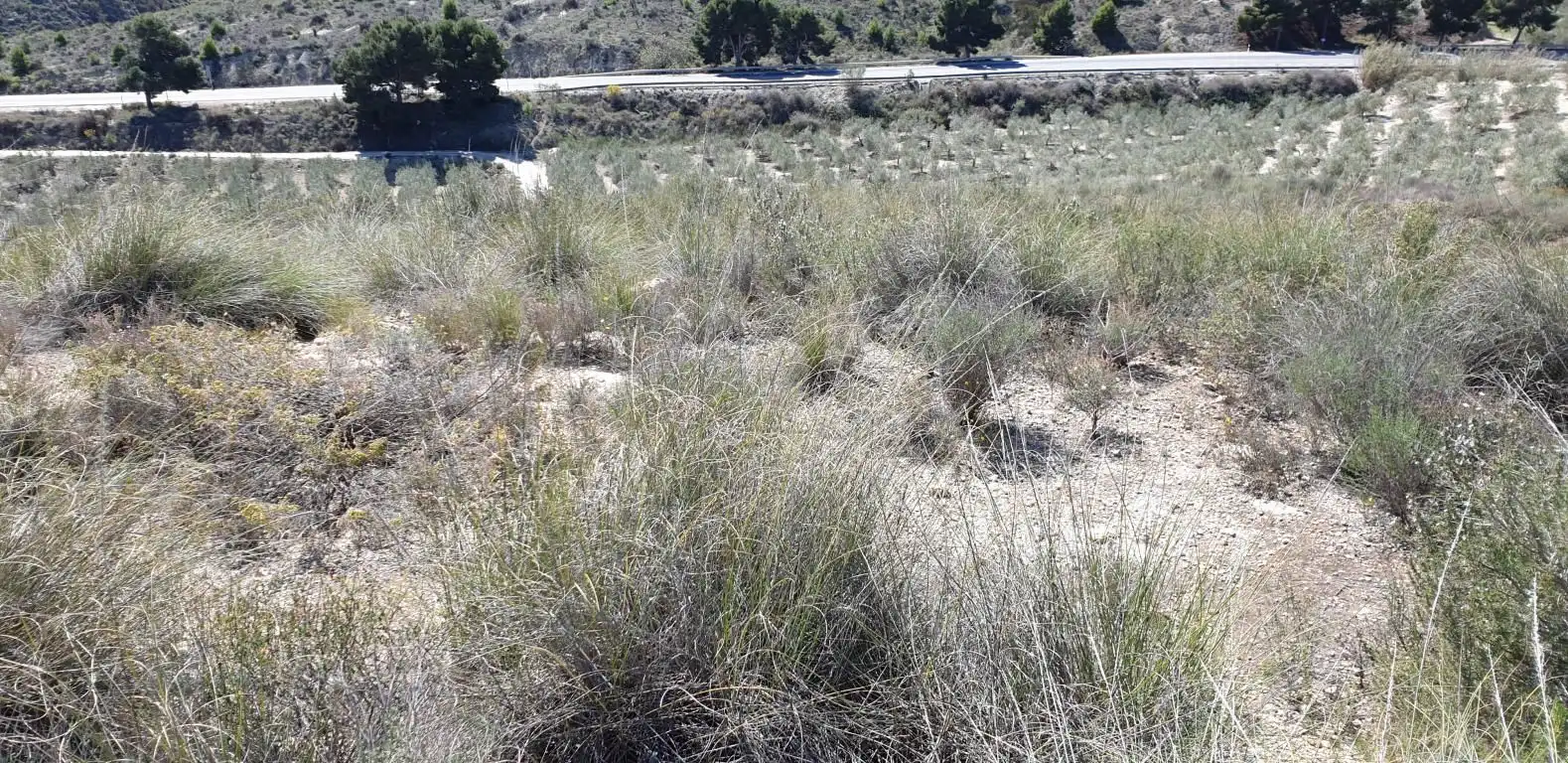 Terreno residencial en venta en Los Gallardos, imagen 8