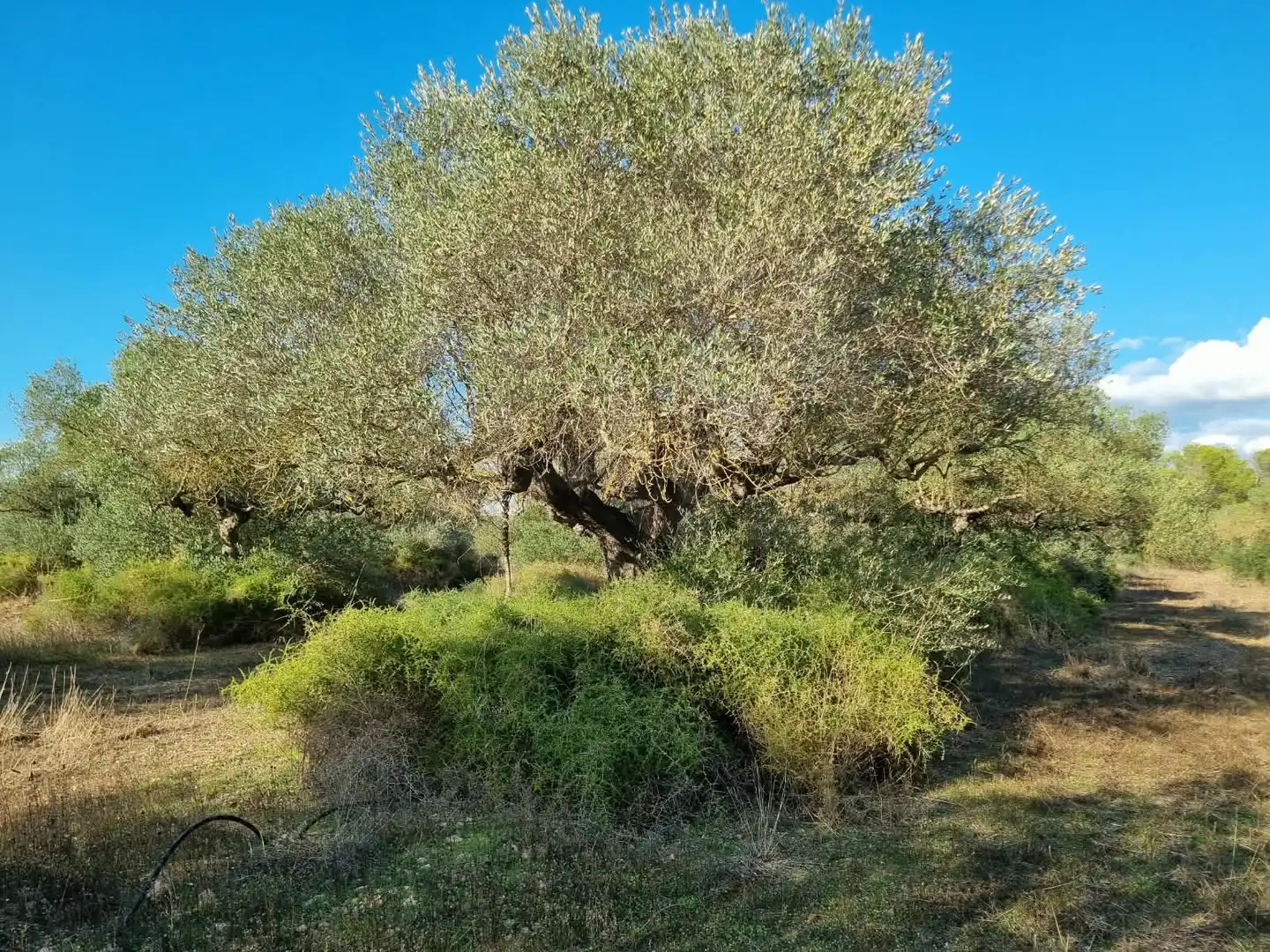 Grundstücke und Bauplätze zum Verkauf in poligono 14 parcela 31 Ginestar, imagen 3