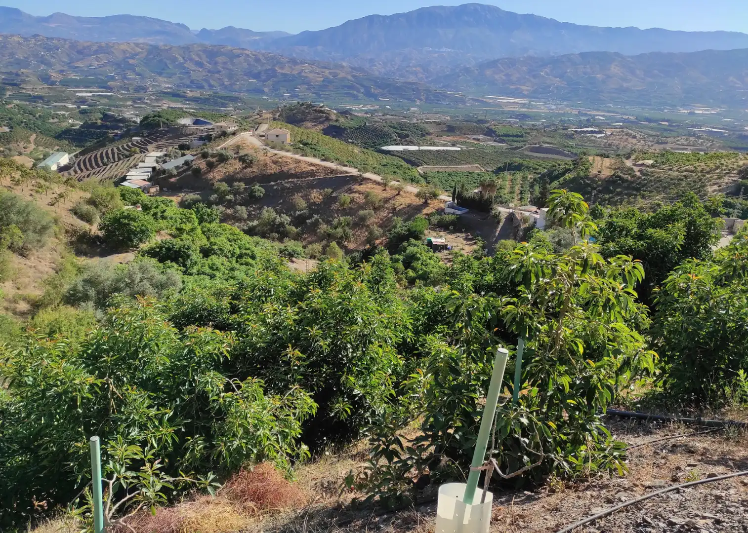 Vista exterior de Finca rústica en venda en Canillas de Aceituno amb Jardí privat, Terrassa i Traster