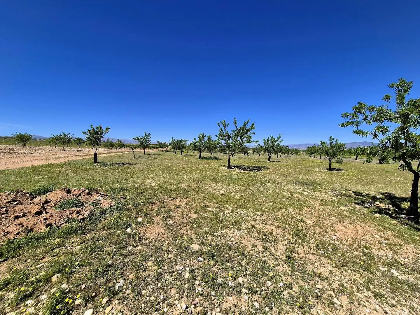 Terreny rústic en venda a Moraleda de Zafayona, imagen 29