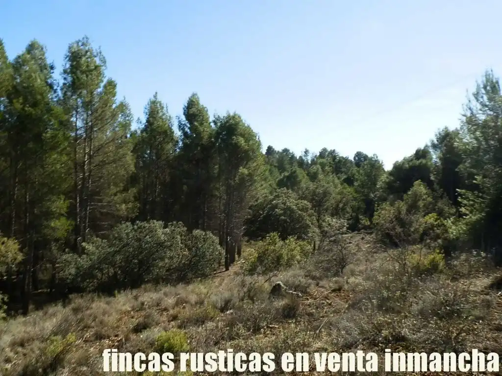 Land for sale in Valdeolivas
