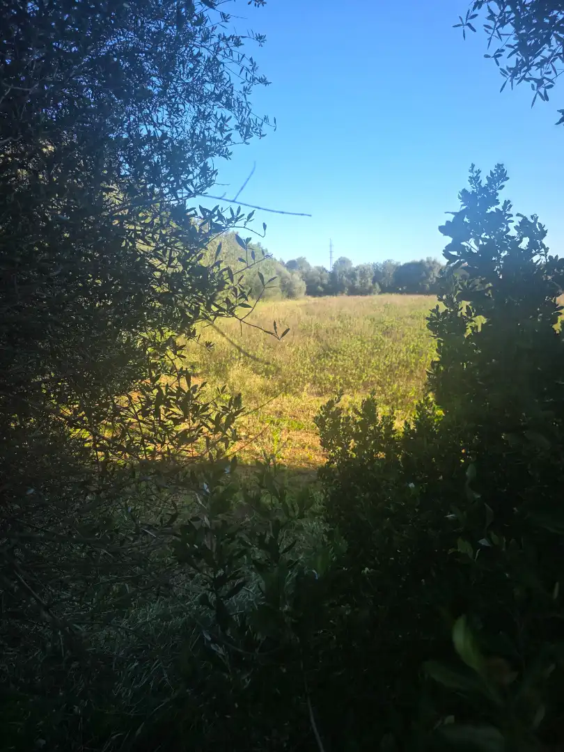 Terreno rustico in vendita a Manacor Centre, imagen 3