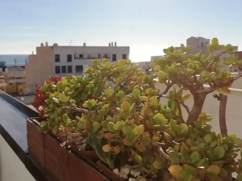 Terrassa de Àtic en venda en Garrucha amb Jardí privat, Traster i Piscina
