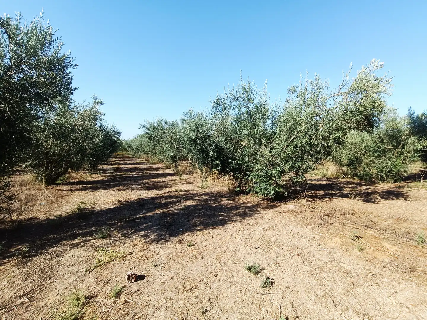 Terreni e lotti in vendita a Villanueva del Ariscal, imagen 9