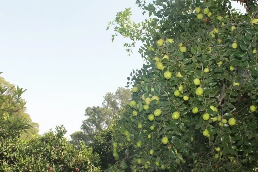 Jardí de Casa o xalet en venda en San Martín del Tesorillo amb Calefacció, Jardí privat i Terrassa