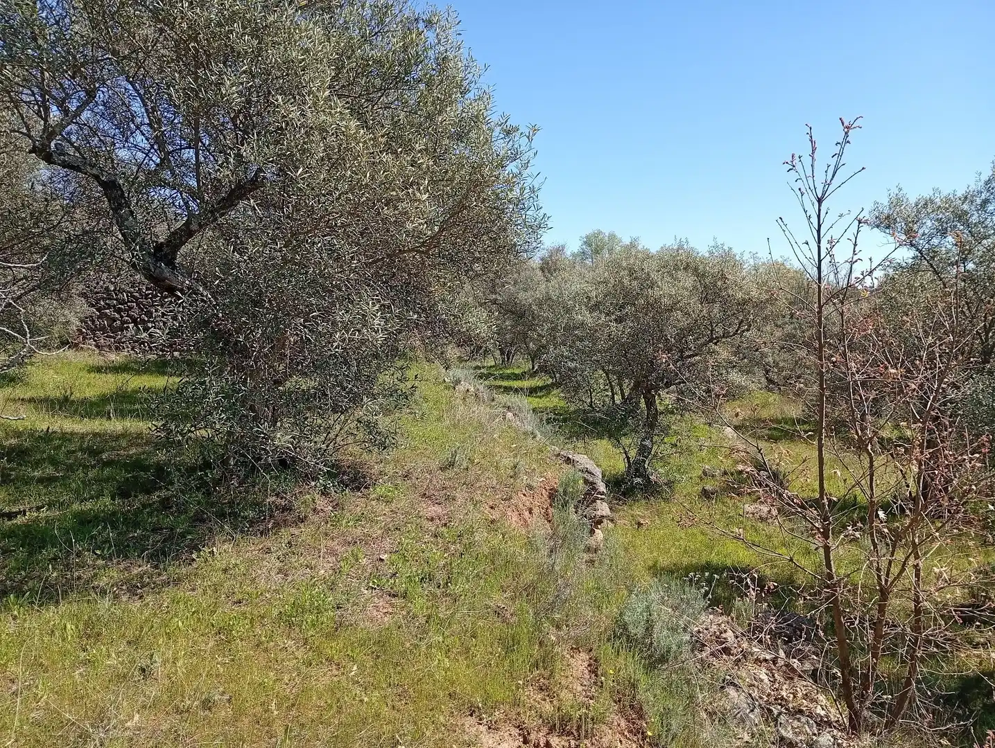 Terreni e lotti in vendita a Valverde de la Vera, imagen 50