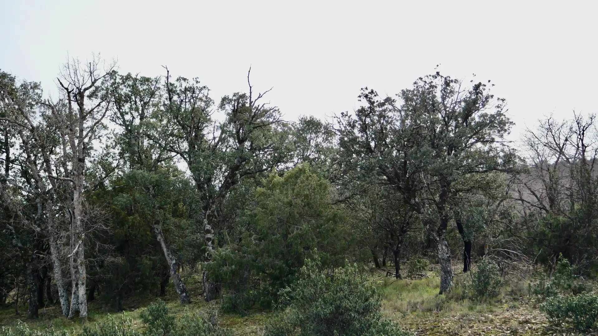 Land for sale in Arbancón
