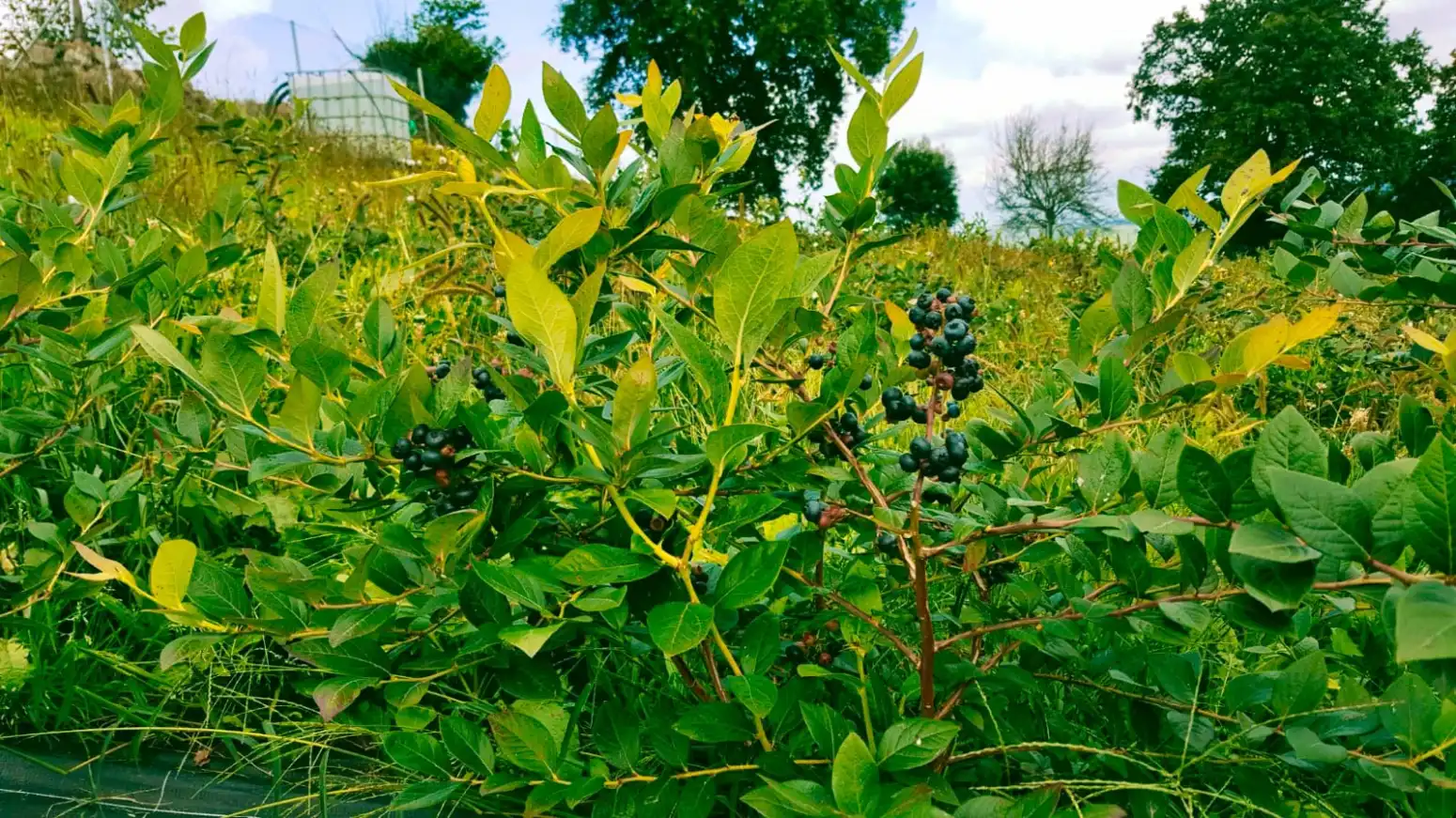 Terreni e lotti in vendita a Rasillo - RASILLO, imagen 2