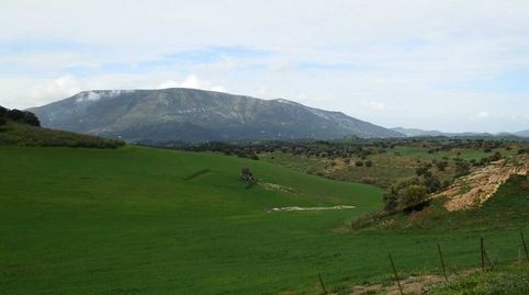 finca en venta 380 has. ganadera labor en Algodonales (Cadiz)