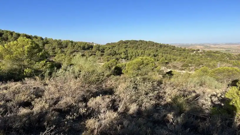 Finca rústica en venta en San Antonio O Guardarropa Pol 115.par 8,9 y 15, Osuna