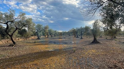 Finca rústica plana con pozo de agua., immagine 3