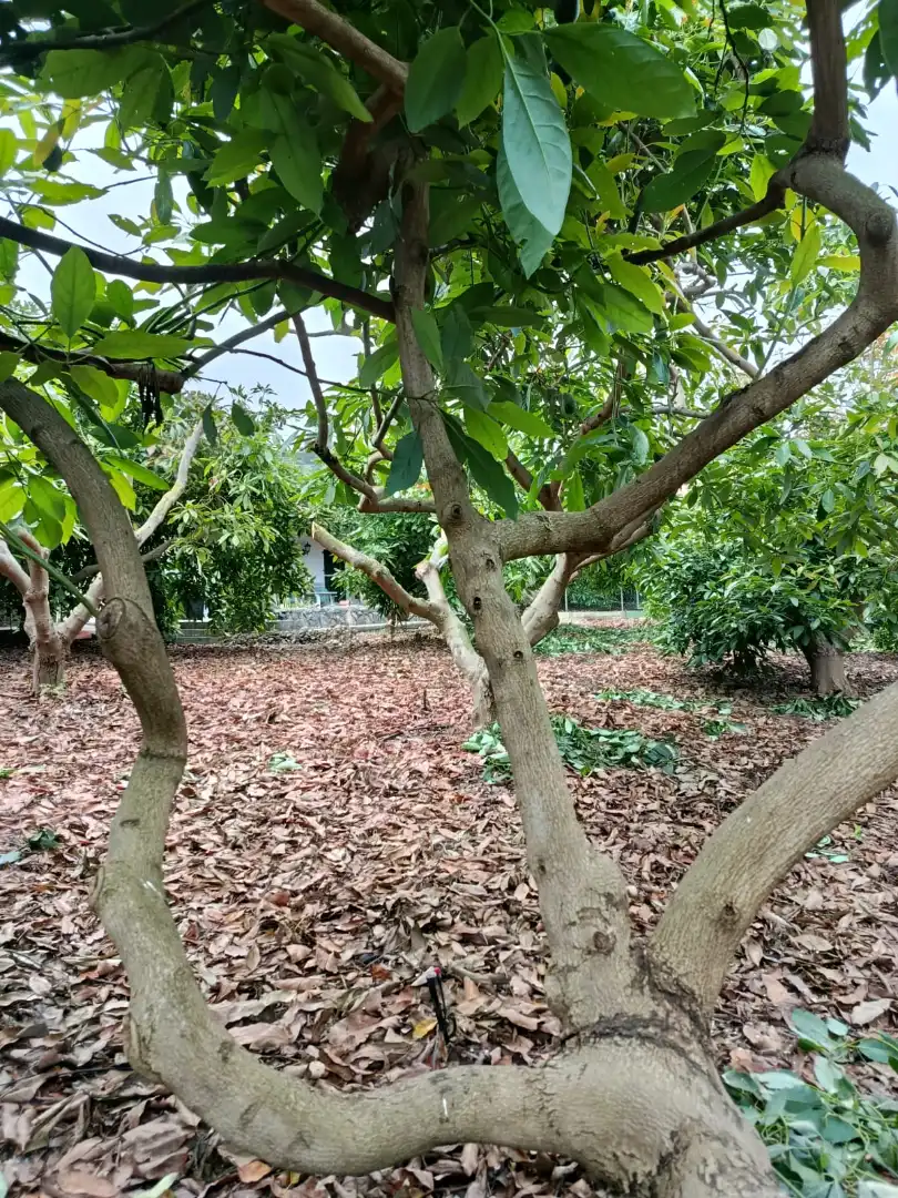 Garden of Houses for sale in La Orotava  with Furnished, Oven and Washing machine