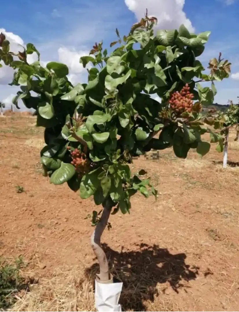 Rural land for sale in Sur, imagen 4