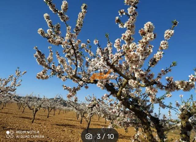 Finca rústica en Venta en Yecla