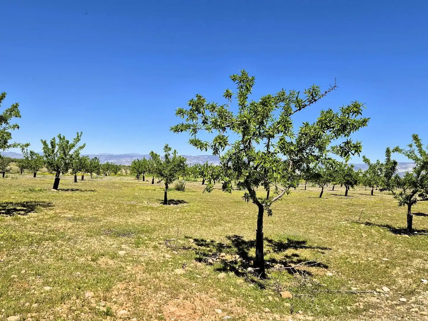 Terreny rústic en venda a Moraleda de Zafayona, imagen 6