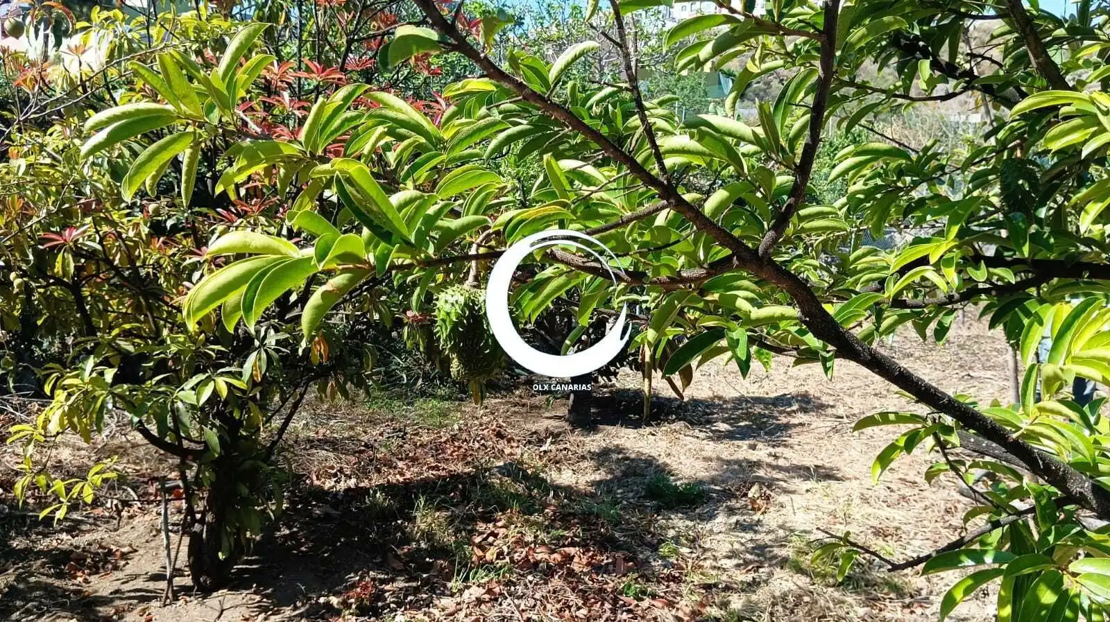 Rural land for sale in Camino la Cueva del Rey, imagen 18