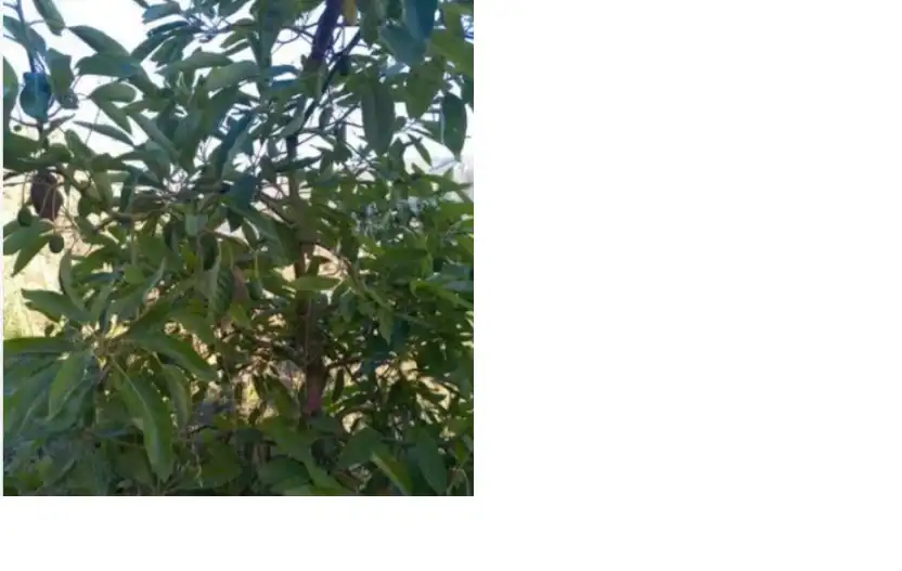 Terreno rustico in vendita a Los Guájares, imagen 6