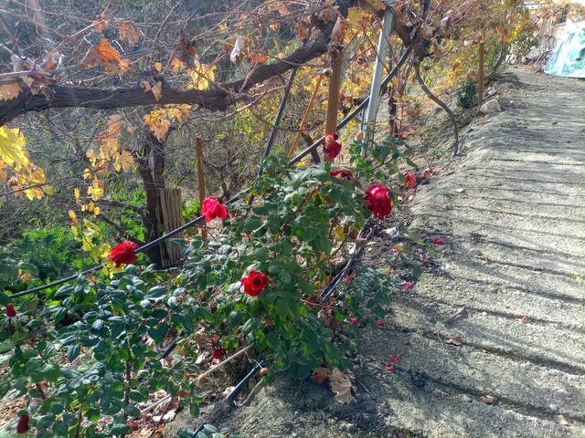 Terreno en Venta en Alpujarra de la Sierra