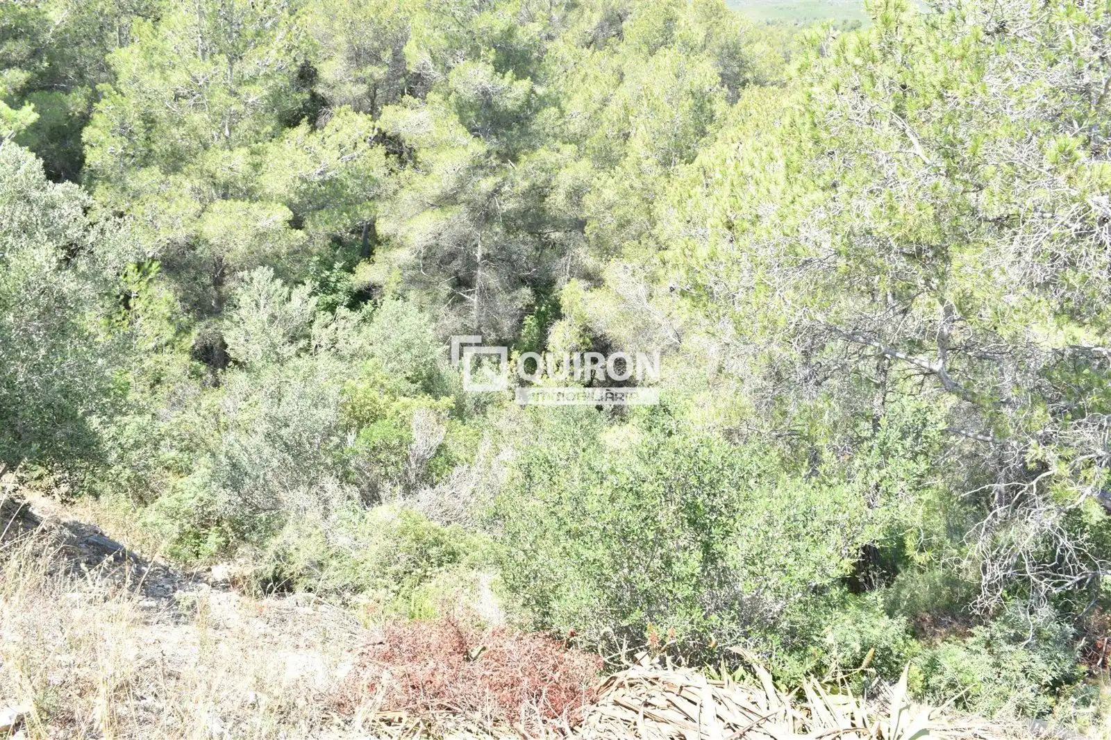 Rural land for sale in La Bisbal del Penedès, imagen 3