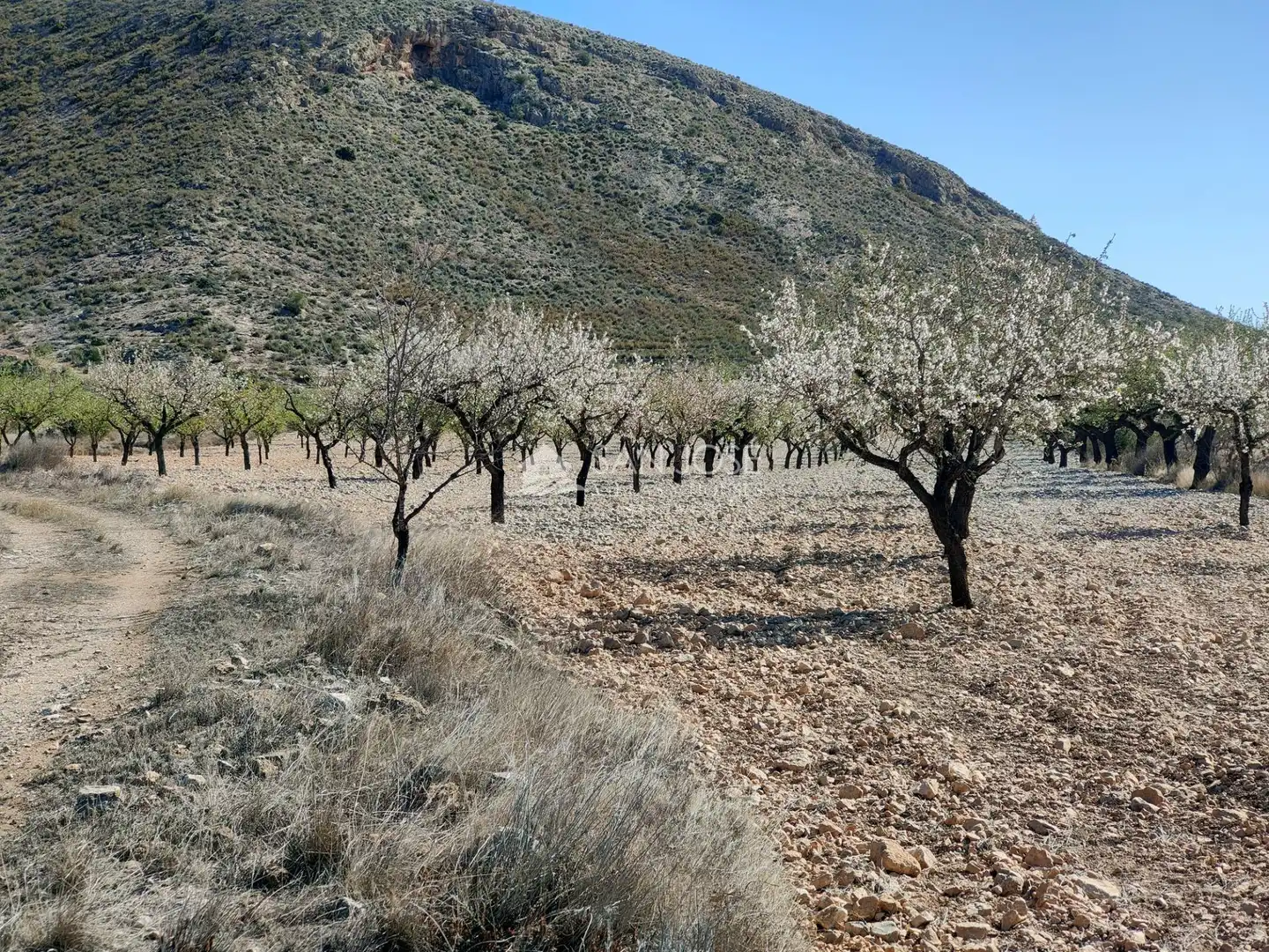 Terreno rustico in vendita a La Murada - Los Vicentes, imagen 2