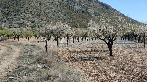 SE VENDE PARCELA CON PRODUCCION DE ALMENDROS AL LADO DEL PUEBLO DE BARBARROJA, imatge 2