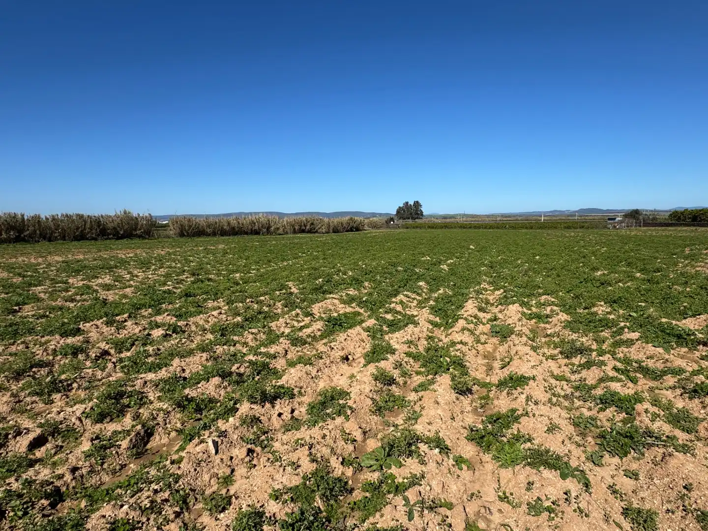 Terrenys i solars en venda a Cantillana