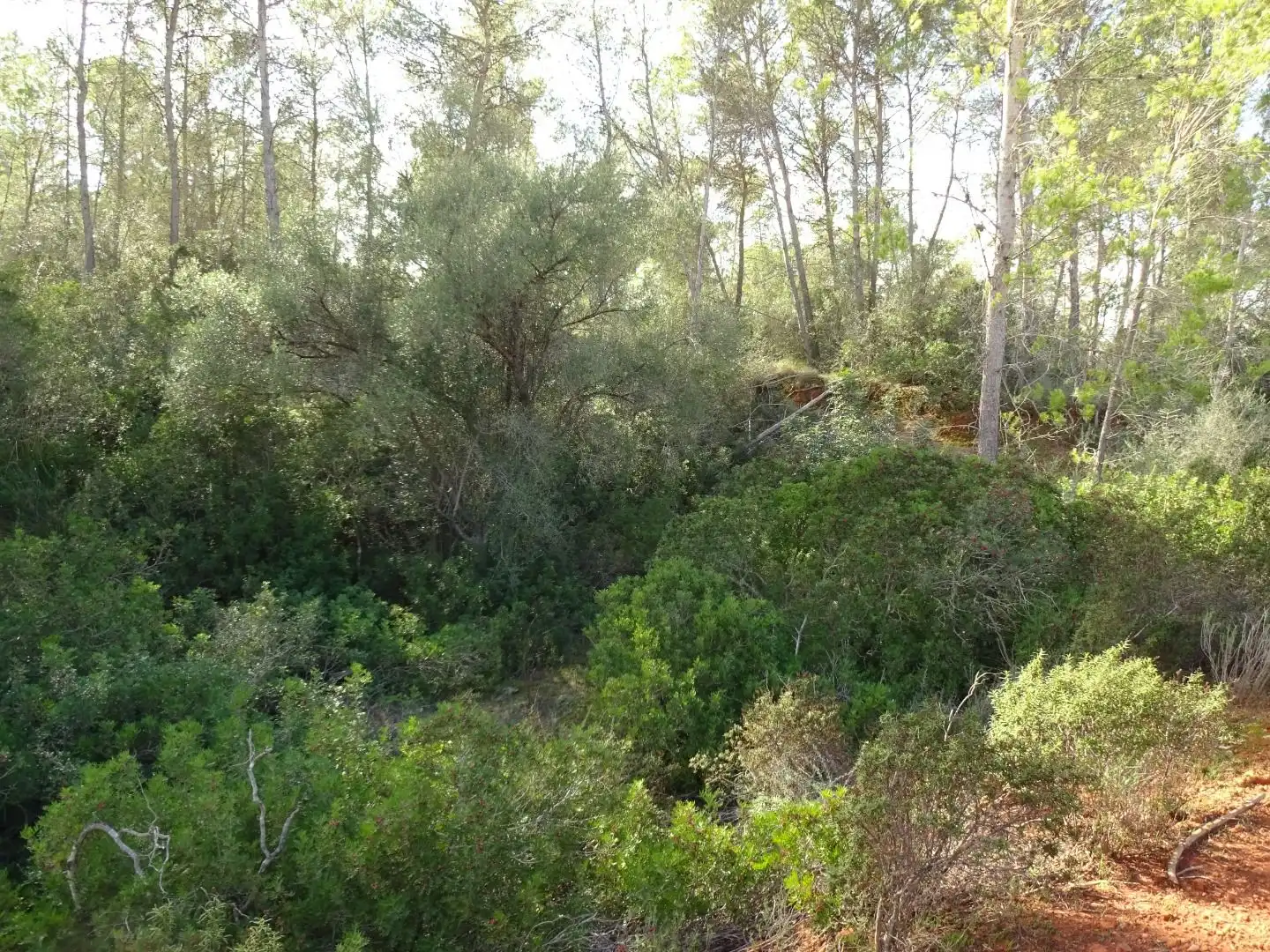 Finca rústica en venta en  Palma de Mallorca