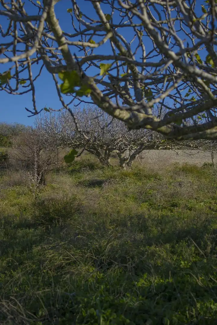 Wohnbaugrundstück zum Verkauf in Los Franceses – La Vega, imagen 6