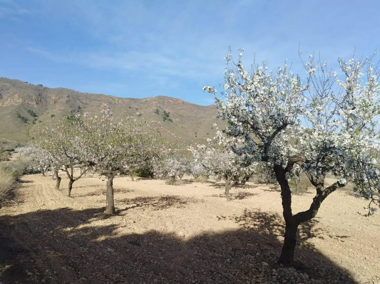 Jardí de Finca rústica en venda en Mazarrón amb Aire condicionat, Calefacció i Traster