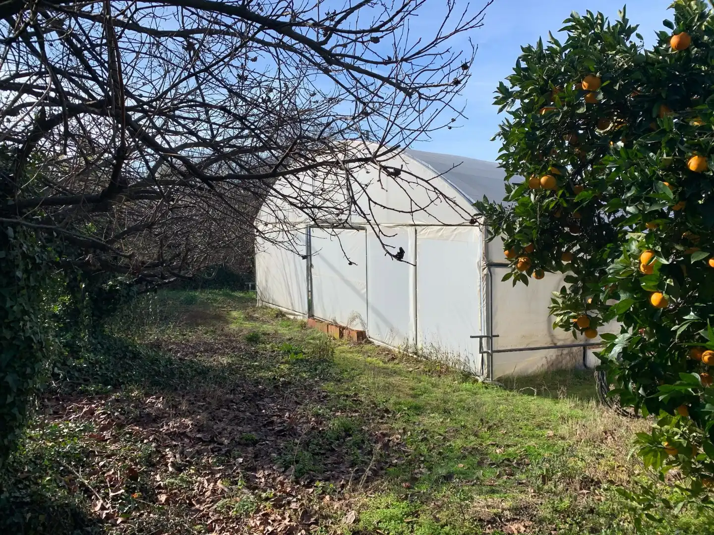 Land for sale in Jarandilla de la Vera