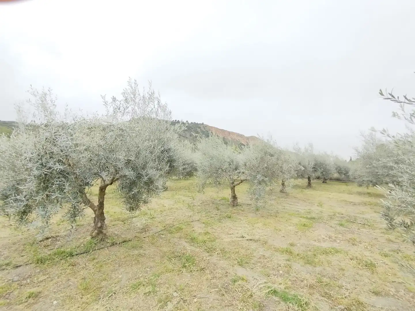Terreni e lotti in vendita a Carretera Cenes de la Vega, imagen 9