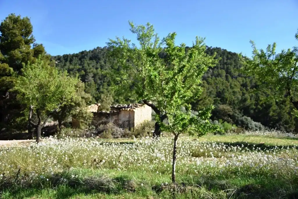 Terreni e lotti in vendita a Valderrobres, imagen 4