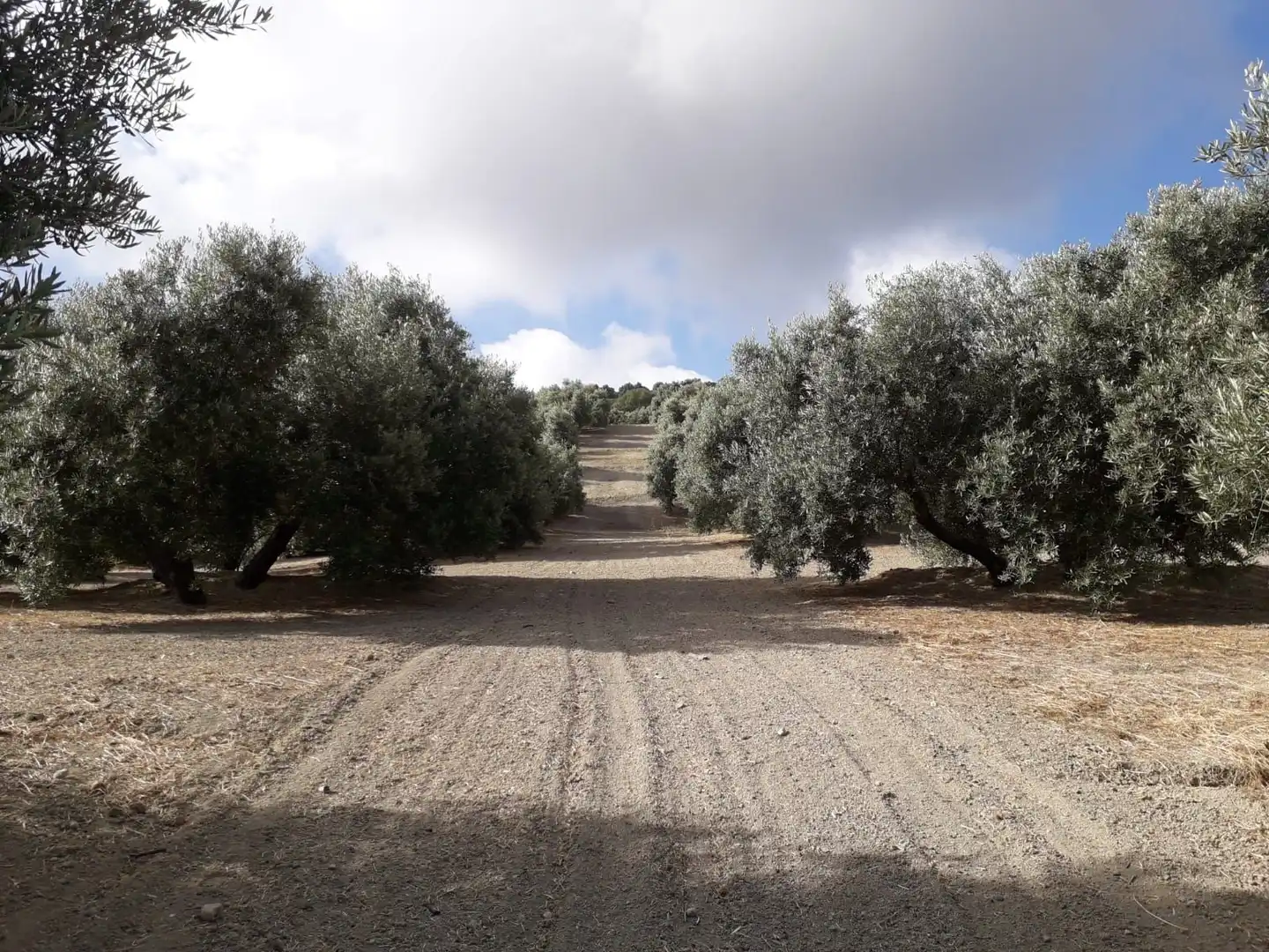 Terrenos y solares en venta en Úbeda, imagen 8