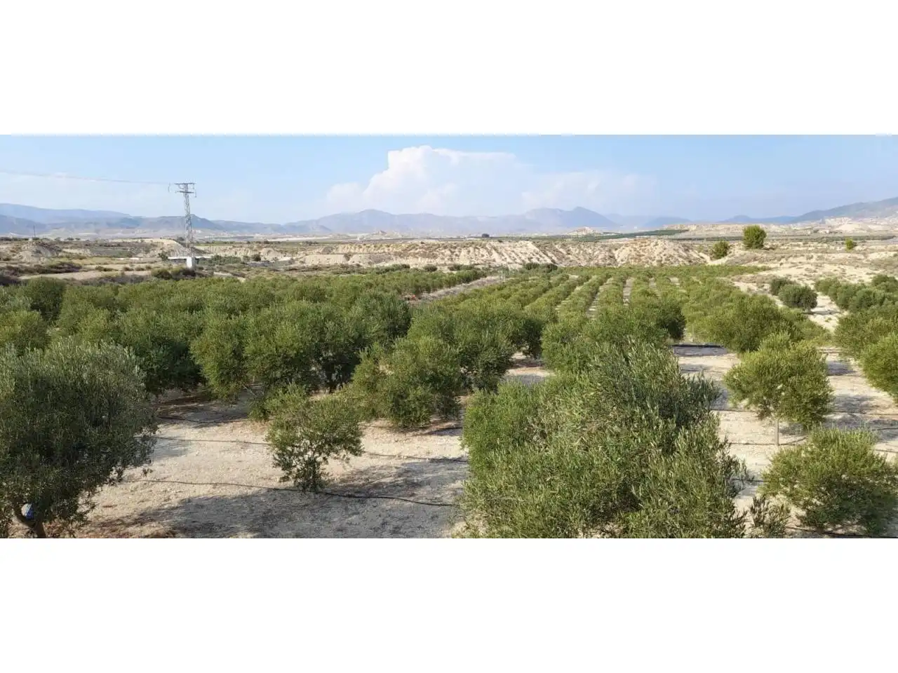 Rural land for sale in Calle MAYOR, imagen 8