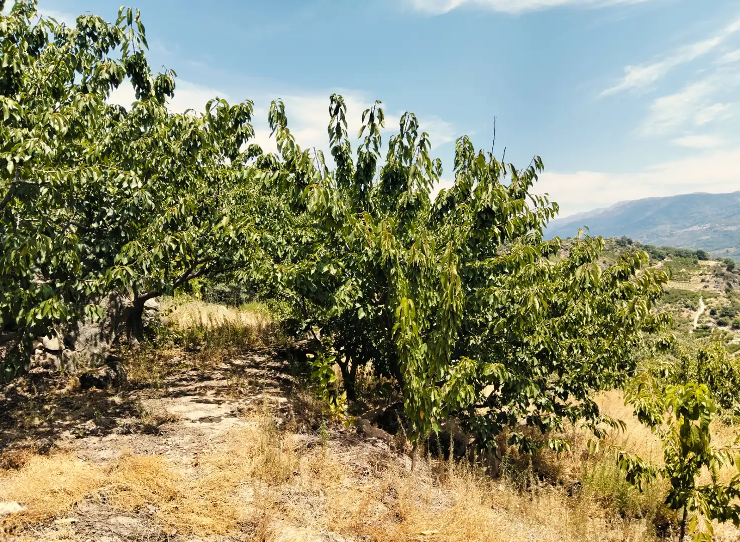Terreno en venta en El Torno 