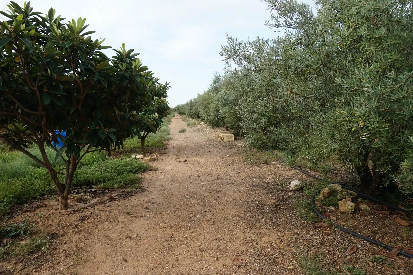 Terreno rustico in vendita a La Creu de Salom, imagen 13
