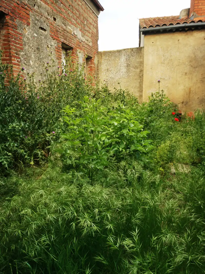 Jardí de Casa o xalet en venda en Negrilla de Palencia