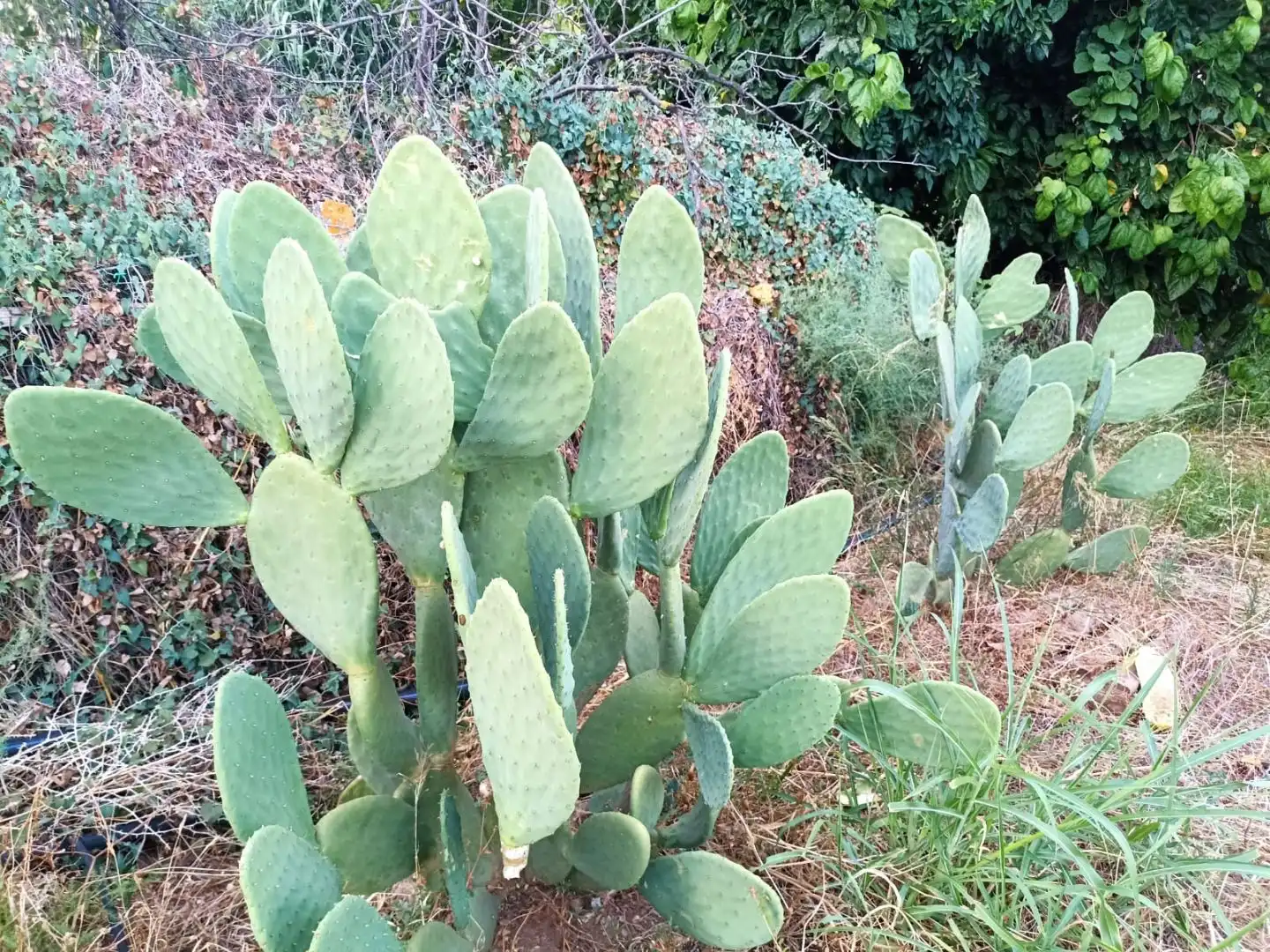 Jardín de Residencial en venta en Alhaurín de la Torre