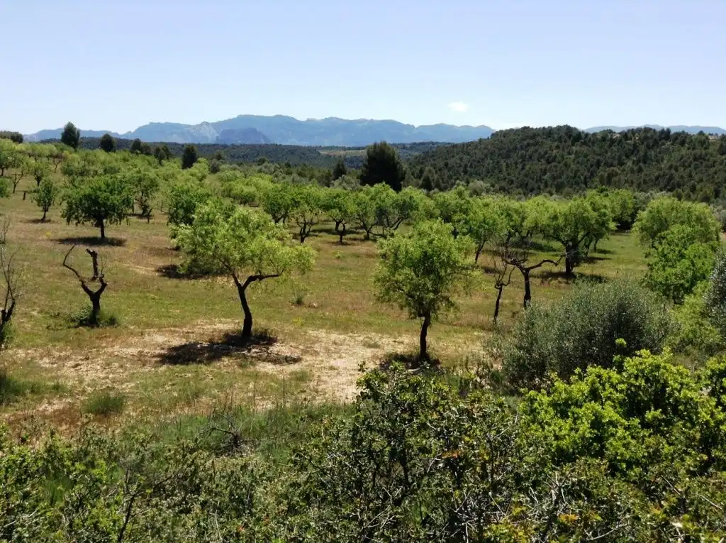 Terreni e lotti in vendita a Arens de Lledó, imagen 9
