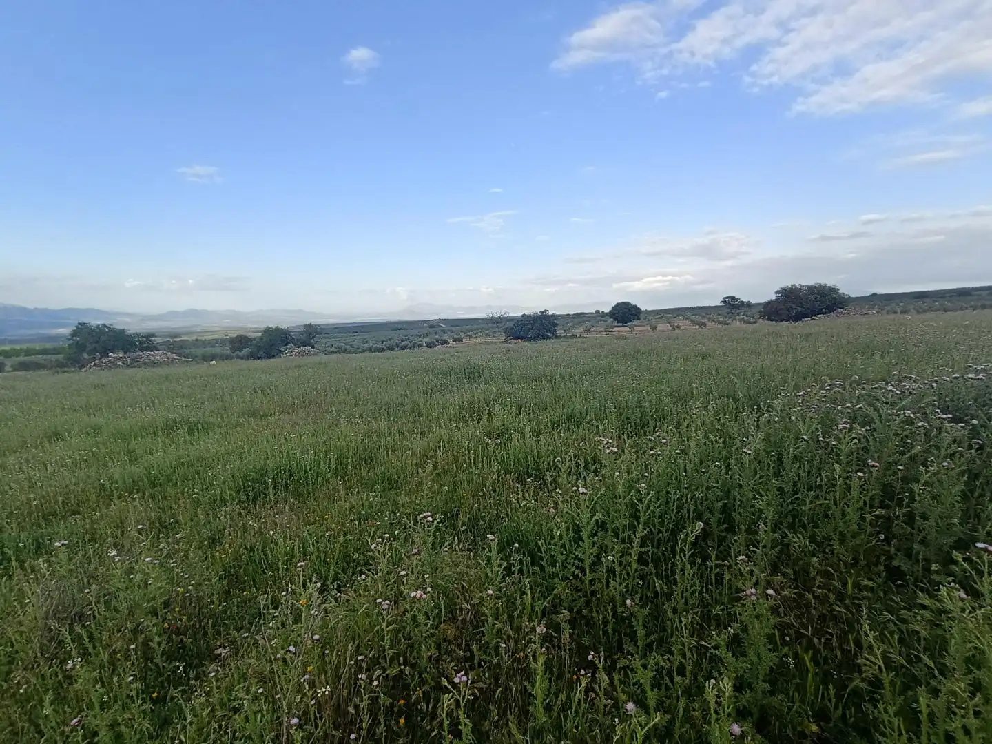 Finca rústica en venta en Salar